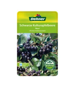Apfelbeere, Aronia 'Nero' -Outdoor Garten Geschäft 00000000 Aronia melanocarpa Nero 2016 1