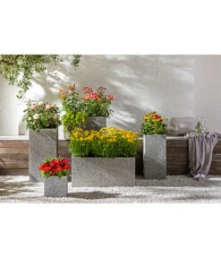 Garten-Scheinsonnenhut 'Cheyenne Spirit' -Outdoor Garten Geschäft 20190711 PR MO 001 Schmetterlingsgarten Rosen usw GC14 2020 02