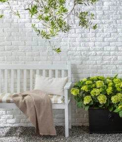 Rispen-Hortensie 'Little Lime®' 6 Rispen-Hortensie 'Little Lime®' -Outdoor Garten Geschäft 20200610 77224686 WE MO 002 Hortensie 2021 GC09 01