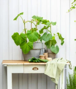 Mini Schlangengurke -Outdoor Garten Geschäft 20200717 8842643 WE MO 002 CucurbitaePepoZucchiniGruen 2021 GC13 01