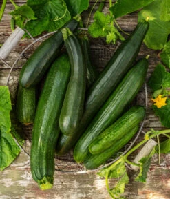 Mini Schlangengurke -Outdoor Garten Geschäft 20200722 8830747 8831000 WE MO 001 GurkeEtikett