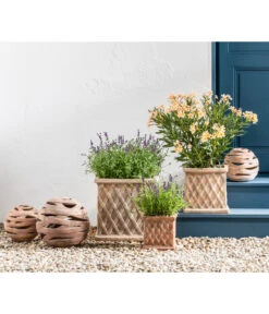 Bestseller -Outdoor Garten Geschäft 20200722 WE MO 001 LavandulaAngustifolia 2021 GC11