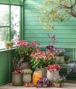 Garten-Scheinsonnenhut 'Cheyenne Spirit' -Outdoor Garten Geschäft 20210930 WE MO 001 EchinaceaPurpureaRoter Sonnenhut GC13 2022