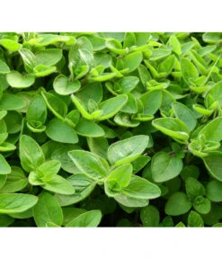 Dehner Gourmet Garten Majoran, Einjährig -Outdoor Garten Geschäft 2782134 WE DE 001 GourmetGartenMajoranEchterMiranT12Pixabay