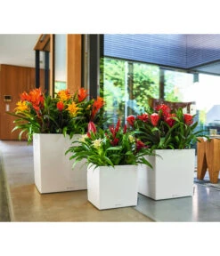 LECHUZA® CUBE, All-in-One Set -Outdoor Garten Geschäft 2844066 WE MO 010 CubePremiumWeiss 3179850 3179538