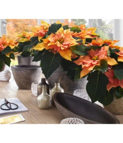 Dehner Keramik-Übertopf Kenia, Konisch, Braun -Outdoor Garten Geschäft 2938934 WE MO 001 UebertopfKeniaBraun