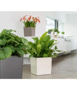 LECHUZA® CUBE, All-in-One Set -Outdoor Garten Geschäft 3179850 PR MO 001 CubePremium30WeissLechuza