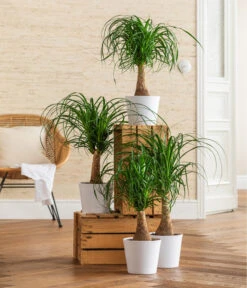 Dehner Keramik-Übertopf Basic, Rund -Outdoor Garten Geschäft 3231412 WE MO 001 TopfBasicWeiss