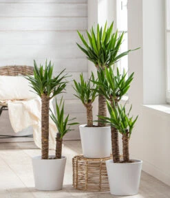 Dehner Keramik-Übertopf Basic, Rund -Outdoor Garten Geschäft 3231560 WE MO 001 TopfBasicWeiss