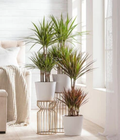 Dehner Keramik-Übertopf Basic, Rund -Outdoor Garten Geschäft 3231560 WE MO 002 TopfBasicWeiss