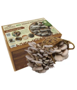 Bestseller 5 Pilzmännchen Bio Pilzzuchtset Austernpilz