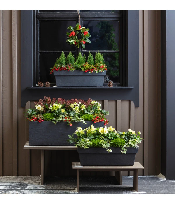 Efeu, Verschiedene Sorten 6 Efeu, Verschiedene Sorten – Bild 6