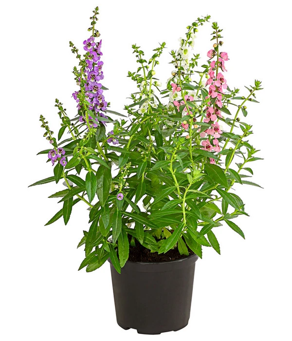 Engelsgesicht-Trio 1 Engelsgesicht-Trio