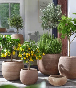 Olive, Ministamm 8 Olive, Ministamm -Outdoor Garten Geschäft 4067054 4067088 4067112 WE MO 003 TerrakottaTopfBalloonGC07