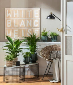 Goldfruchtpalme - Dypsis Lutescens 10 Goldfruchtpalme - Dypsis Lutescens -Outdoor Garten Geschäft 4099883 PR MO 001 TopfElsaPetrolKorbPapette