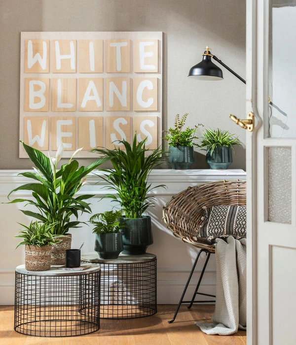 Goldfruchtpalme - Dypsis Lutescens 4 Goldfruchtpalme - Dypsis Lutescens – Bild 4