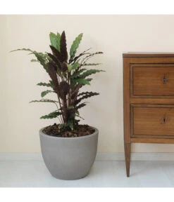 Outdoor Garten Geschäft -Outdoor Garten Geschäft 4178166 WE DE 002 ORIONERunderPflanzkuebelDurchmesser40cm30cmhochSTEINBEIGE 1