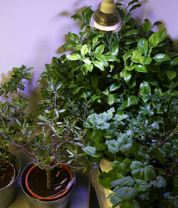 Venso LED-Pflanzenlampe Winter, 18 W 2 Venso LED-Pflanzenlampe Winter, 18 W – Bild 2