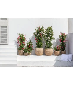 Dehner Terrakotta-Topf Imperia, Rund, Antik-terrakotta -Outdoor Garten Geschäft 4272639 4272670 WE MO 005 DehnerTerrakottaTopf