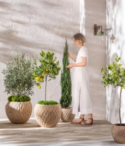 Dehner Terrakotta-Topf Imperia, Rund, Antik-terrakotta -Outdoor Garten Geschäft 4272639 4272670 WE MO 006 DehnerTerrakottaTopf