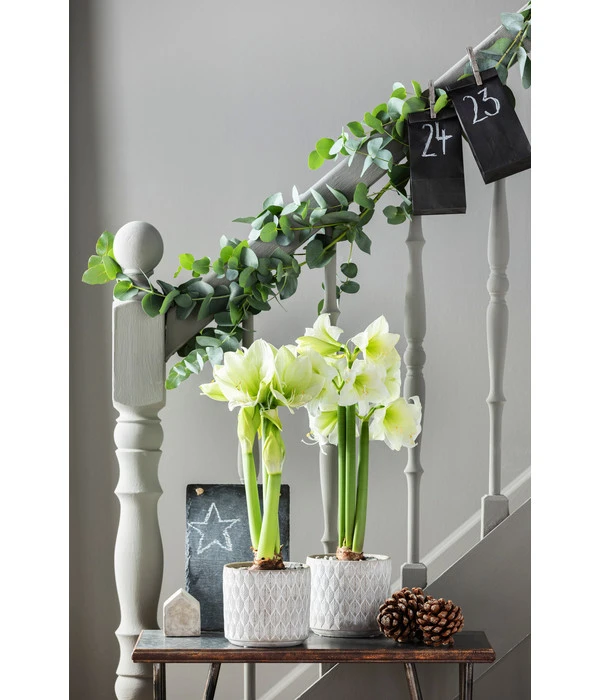 Amaryllis - Hippeastrum Hybride 'Alfresco' 4 Amaryllis - Hippeastrum Hybride 'Alfresco' – Bild 4