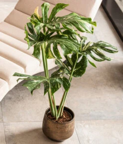 Dehner Keramik-Übertopf Mathea, Bauchig, Gold/braun -Outdoor Garten Geschäft 4450722 WE MO 001 TopfMatheaGold Raritaeten 2022