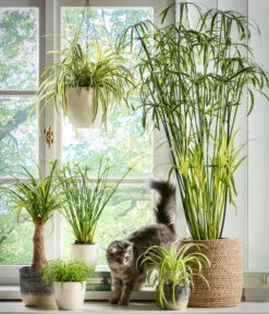 Dehner Keramik-Ampel, Konisch -Outdoor Garten Geschäft 5122866 5122809 WE MO 001 Haustierfreundliche Gruenpflanzen