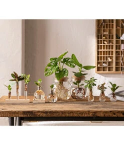 Bestseller -Outdoor Garten Geschäft 6125066 WE MO 001 WaterPlants