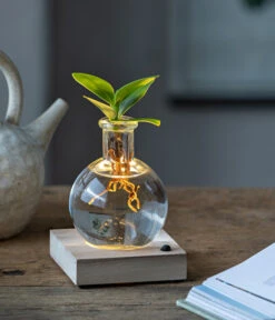 Bestseller -Outdoor Garten Geschäft 6125074 WE MO 001 WaterPlantClusiaLED