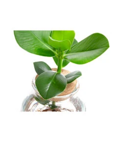 Waterplant Balsamapfel Im Kugelglas - Clusia Rosea 'Princess', Ca. 30 Cm -Outdoor Garten Geschäft 6125082 WE DE 001 WaterPlantsClusia12cm