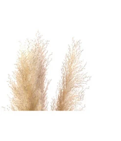 Trockenblumenbund Pampasgras, Natur -Outdoor Garten Geschäft 6272595 WE DE 001 PampasgrasNatur145cm