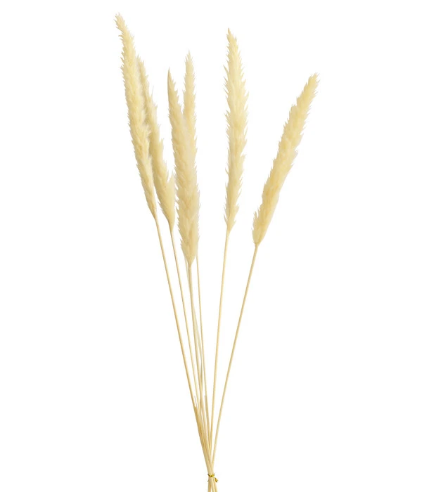 Trockenblumenbund Pampasgras 1 Trockenblumenbund Pampasgras