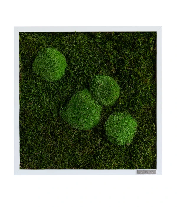 StyleGREEN Bild Aus Wald- Und Kugelmoos, Quadratisch, Ca. B35/H35/T6 Cm 1 StyleGREEN Bild Aus Wald- Und Kugelmoos, Quadratisch, Ca. B35/H35/T6 Cm