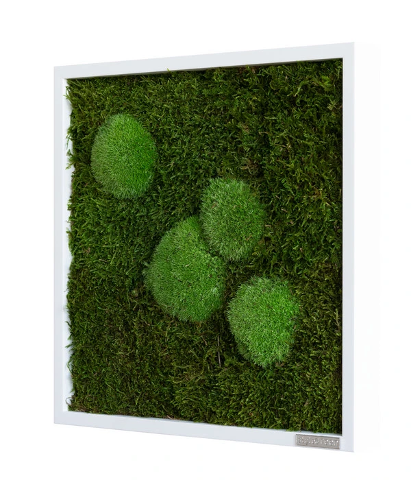 StyleGREEN Bild Aus Wald- Und Kugelmoos, Quadratisch, Ca. B35/H35/T6 Cm 2 StyleGREEN Bild Aus Wald- Und Kugelmoos, Quadratisch, Ca. B35/H35/T6 Cm – Bild 2