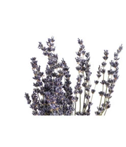 Trockenblumenbund Lavendel 5 Trockenblumenbund Lavendel -Outdoor Garten Geschäft 6491682 PR DE 001 LavendeltiefblauBund DehnerExpressHerzig