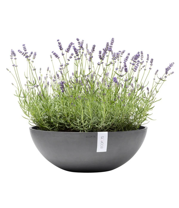 Ecopots Kunststoff-Topf Vienna, Rund, Grau, Ca. Ø50/H18 Cm 2 Ecopots Kunststoff-Topf Vienna, Rund, Grau, Ca. Ø50/H18 Cm – Bild 2