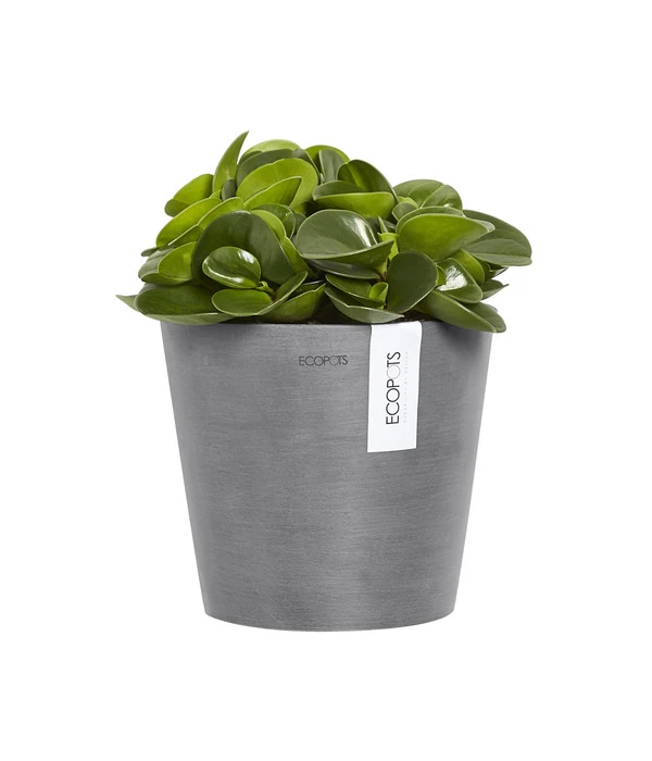Ecopots Kunststoff-Topf Amsterdam Wall, Rund, Grau, Ca. Ø21,8/H17,5 Cm 3 Ecopots Kunststoff-Topf Amsterdam Wall, Rund, Grau, Ca. Ø21,8/H17,5 Cm – Bild 3