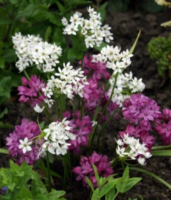 Dehner Blumenzwiebel 5 Monate Blütenpracht, 200 Stk. -Outdoor Garten Geschäft 6617286 WE MO 002 DehnerBlumenzwiebel5MonateBlumenpaket