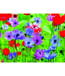 Dehner Blumenzwiebel 5 Monate Blütenpracht, 200 Stk. -Outdoor Garten Geschäft 6617286 WE MO 003 DehnerBlumenzwiebel5MonateBlumenpaket