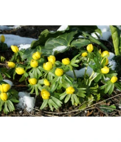 Dehner Blumenzwiebel 5 Monate Blütenpracht, 200 Stk. -Outdoor Garten Geschäft 6617286 WE MO 004 DehnerBlumenzwiebel5MonateBlumenpaket