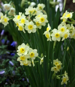 Dehner Blumenzwiebel 5 Monate Blütenpracht, 200 Stk. -Outdoor Garten Geschäft 6617286 WE MO 005 DehnerBlumenzwiebel5MonateBlumenpaket