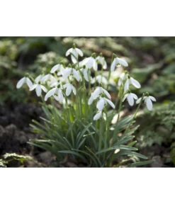 Dehner Blumenzwiebel 5 Monate Blütenpracht, 200 Stk. -Outdoor Garten Geschäft 6617286 WE MO 006 DehnerBlumenzwiebel5MonateBlumenpaket