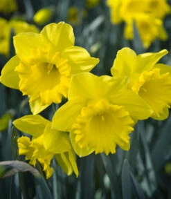 Dehner Blumenzwiebel 5 Monate Blütenpracht, 200 Stk. -Outdoor Garten Geschäft 6617286 WE MO 007 DehnerBlumenzwiebel5MonateBlumenpaket