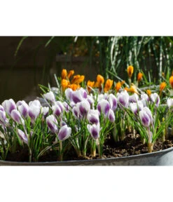 Dehner Blumenzwiebel 5 Monate Blütenpracht, 200 Stk. -Outdoor Garten Geschäft 6617286 WE MO 008 DehnerBlumenzwiebel5MonateBlumenpaket