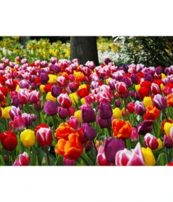 Dehner Blumenzwiebel 5 Monate Blütenpracht, 200 Stk. -Outdoor Garten Geschäft 6617286 WE MO 010 DehnerBlumenzwiebel5MonateBlumenpaket