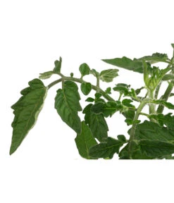 Sonnenparadeiser, Gelb -Outdoor Garten Geschäft 6766794 WE DE 001 SonnentomateGelb