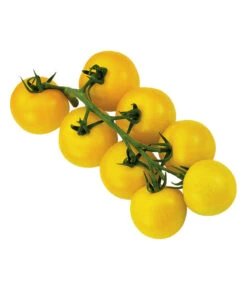 Sonnenparadeiser, Gelb -Outdoor Garten Geschäft 6766794 WE FS 002 SonnentomateGelb