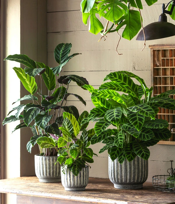 Korbmarante - Calathea 'Maui Queen' 2 Korbmarante - Calathea 'Maui Queen' – Bild 2