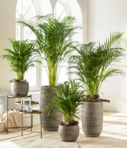 Goldfruchtpalme - Dypsis Lutescens 9 Goldfruchtpalme - Dypsis Lutescens -Outdoor Garten Geschäft 6799894 6799910WE MO 001 VaseLanaBraun