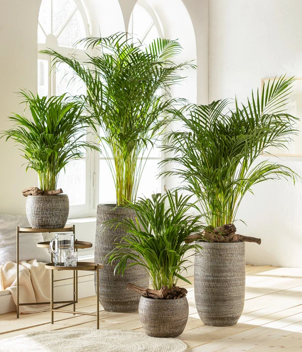 Goldfruchtpalme - Dypsis Lutescens 3 Goldfruchtpalme - Dypsis Lutescens – Bild 3